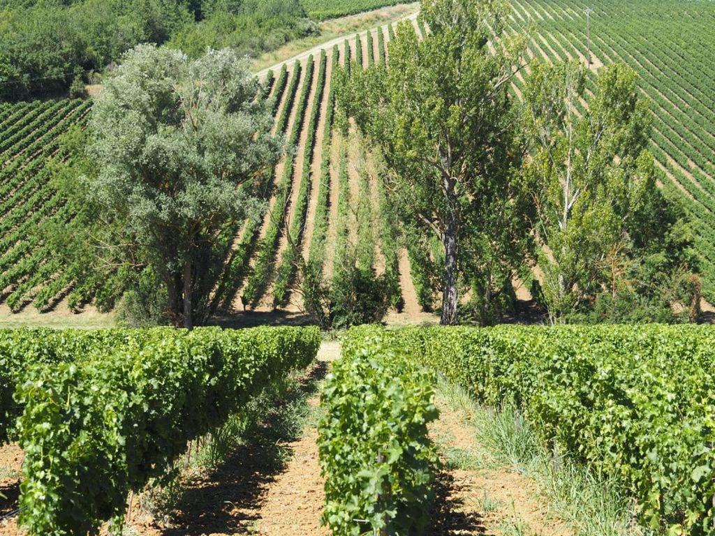 Le Mas de Doat, Gîte de Charme 4 étoiles dans le Triangle d Or proche Gaillac et Albi Senouillac Esterno foto