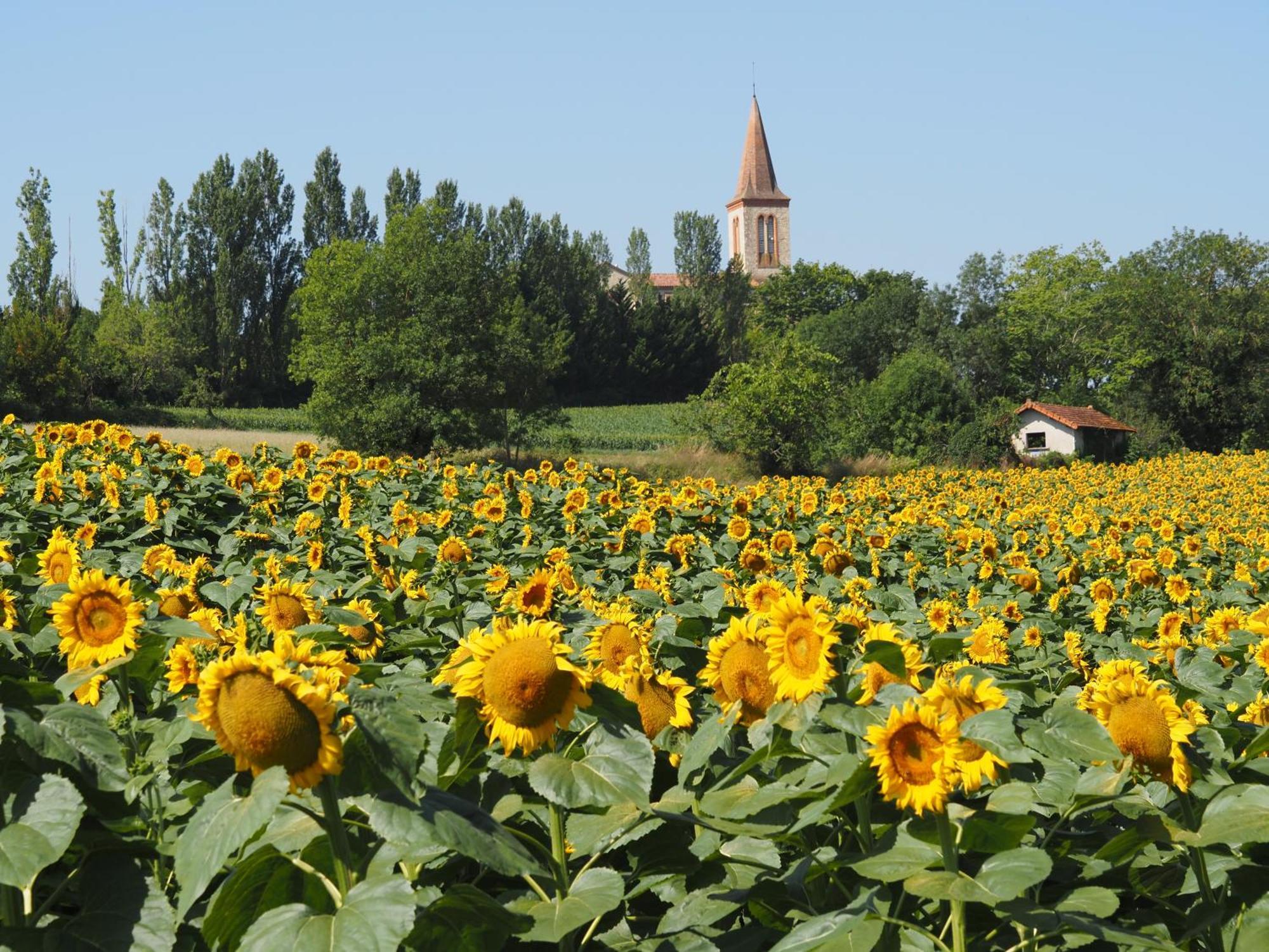 Le Mas de Doat, Gîte de Charme 4 étoiles dans le Triangle d Or proche Gaillac et Albi Senouillac Esterno foto